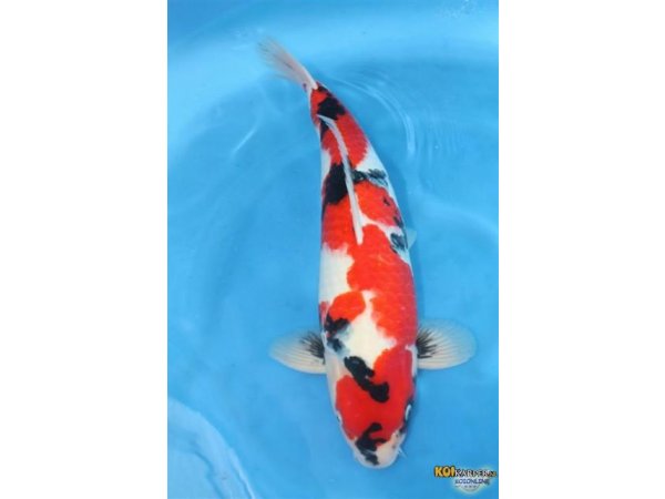 foto nr. 1 van deze Koi Showa Sanke , 