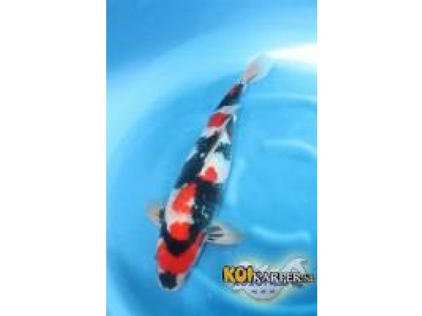 foto nr. 1 van deze Koi Showa Sanke , 