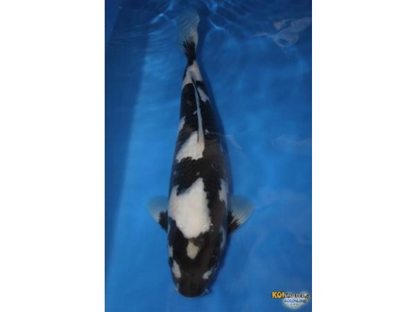 foto nr. 1 van deze Koi Shiro Utsuri , 