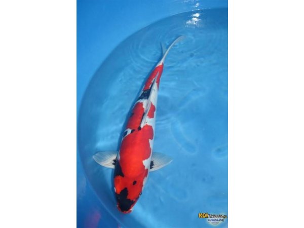 foto nr. 1 van deze Koi Doitsu Showa , 
