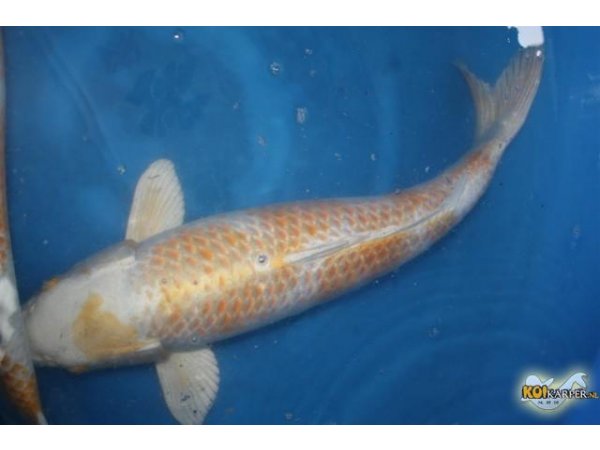 foto nr. 1 van deze Koi Hariwake ,