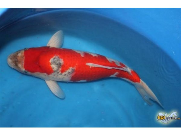 foto nr. 1 van deze Koi Goshiki , 