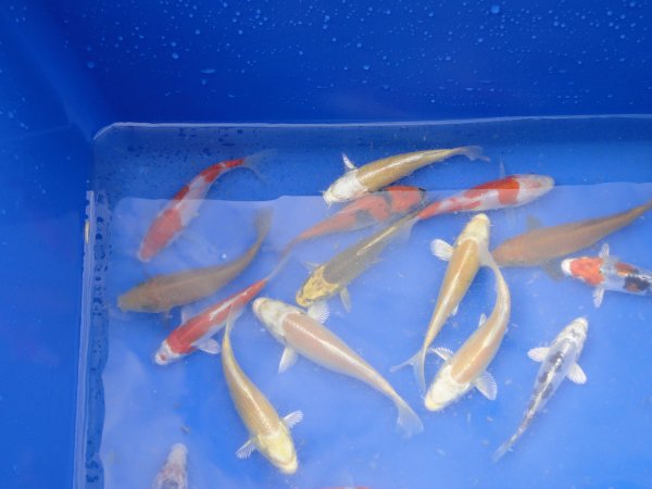 foto nr. 1 van deze Koi Overige , 