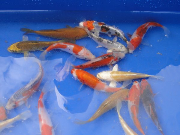 foto nr. 3 van deze Koi Overige , 