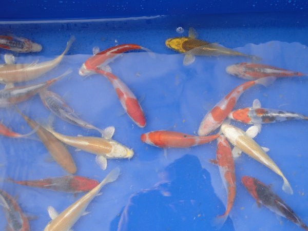 foto nr. 2 van deze Koi Overige , 