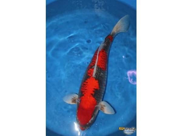 foto nr. 1 van deze Koi Goshiki , 