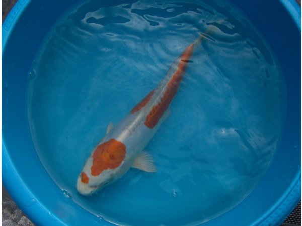 foto nr. 1 van deze Koi Hariwake ,