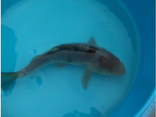 foto nr. 1 van deze Koi Doitsu Ochiba Shigure , 