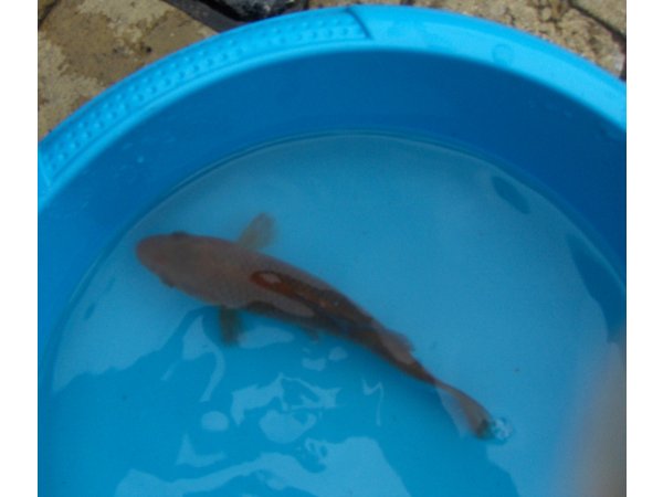 foto nr. 1 van deze Koi Chagoi ,