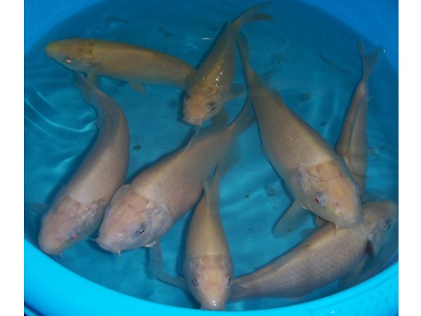 foto nr. 1 van deze Koi Kigoi , 