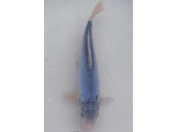 foto nr. 1 van deze Koi Shusui , 