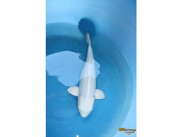 foto nr. 1 van deze Koi Platinum Ogon , 