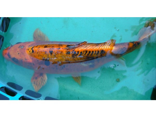 foto nr. 2 van deze Koi Overige , 