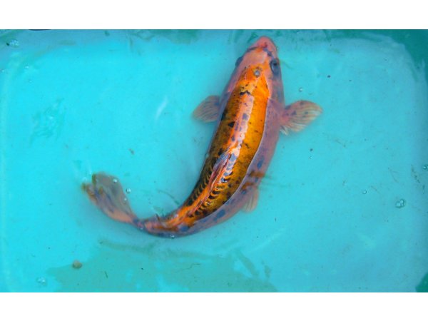 foto nr. 1 van deze Koi Overige , 