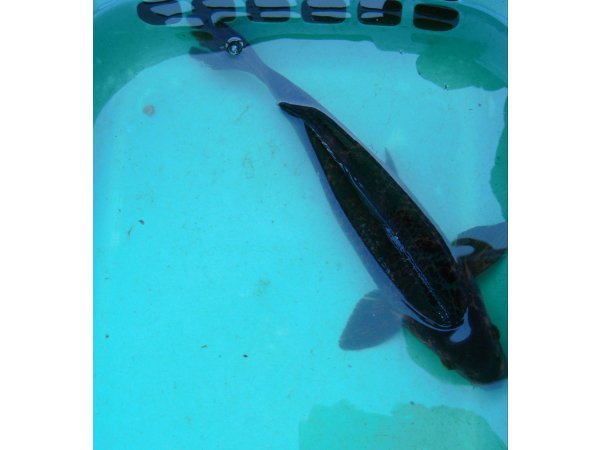 foto nr. 1 van deze Koi Overige , 