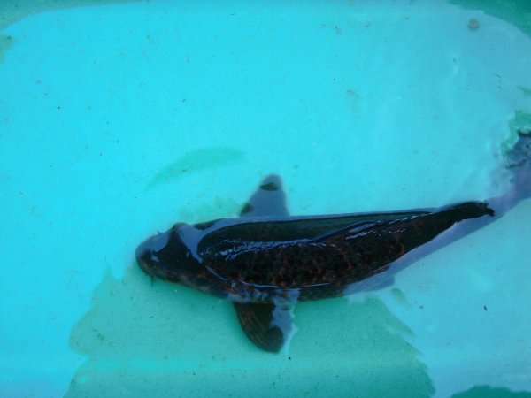 foto nr. 2 van deze Koi Overige , 