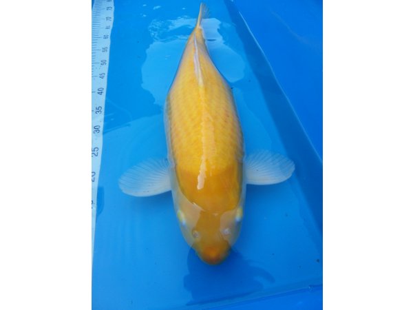 foto nr. 1 van deze Koi Kigoi , 