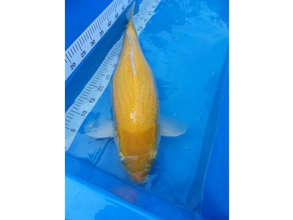 foto nr. 2 van deze Koi Kigoi , 