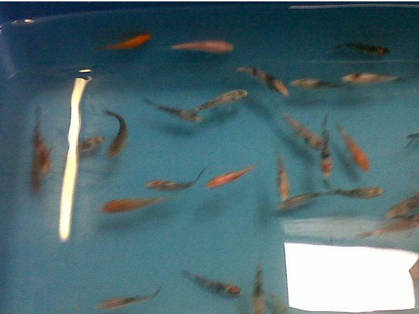 foto nr. 2 van deze Koi Overige , 
