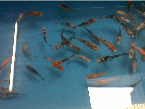 foto nr. 3 van deze Koi Overige , 