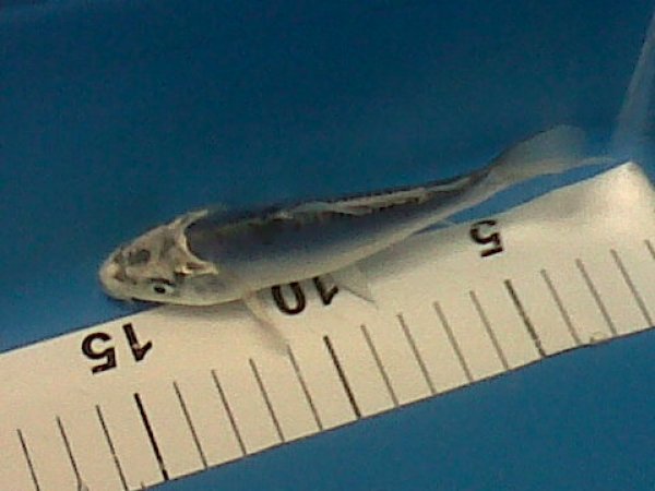 foto nr. 2 van deze Koi Overige , 