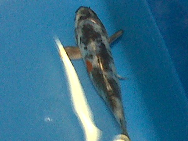 foto nr. 3 van deze Koi Overige , 