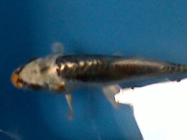 foto nr. 1 van deze Koi Overige , 