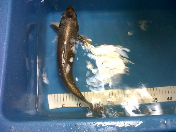 foto nr. 1 van deze Koi Overige , 