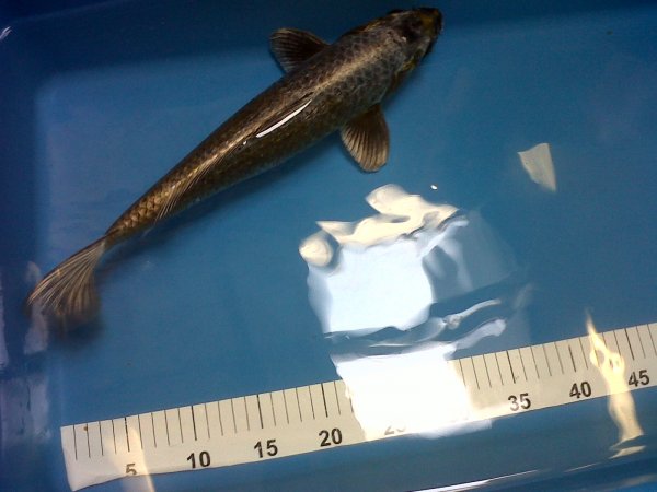 foto nr. 2 van deze Koi Overige , 