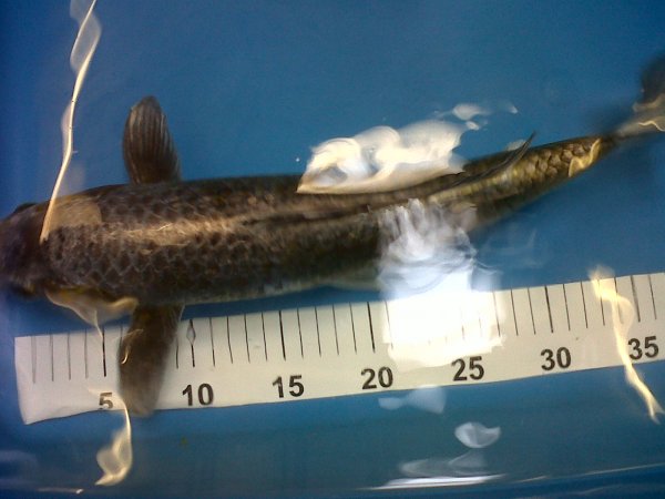 foto nr. 3 van deze Koi Overige , 