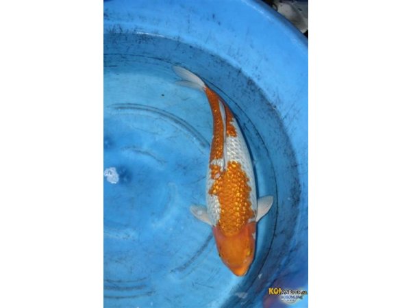 foto nr. 1 van deze Koi Ochiba Shigure , 