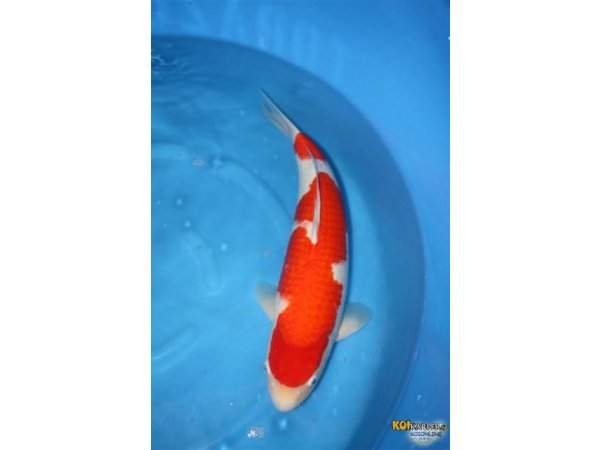 foto nr. 1 van deze Koi Overige , 