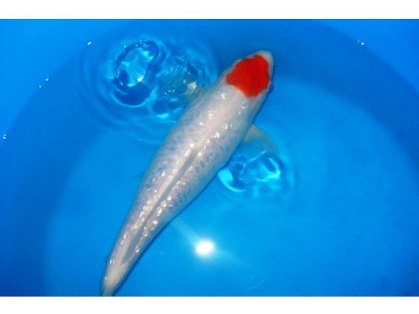 foto nr. 4 van deze Koi Tancho Ginrin Kohaku , 