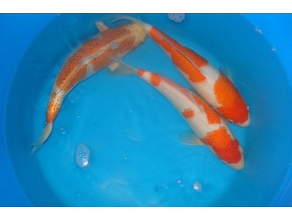 foto nr. 6 van deze Koi Tancho Ginrin Kohaku , 