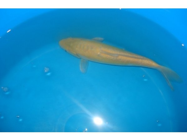 foto nr. 2 van deze Koi Tancho Ginrin Kohaku , 