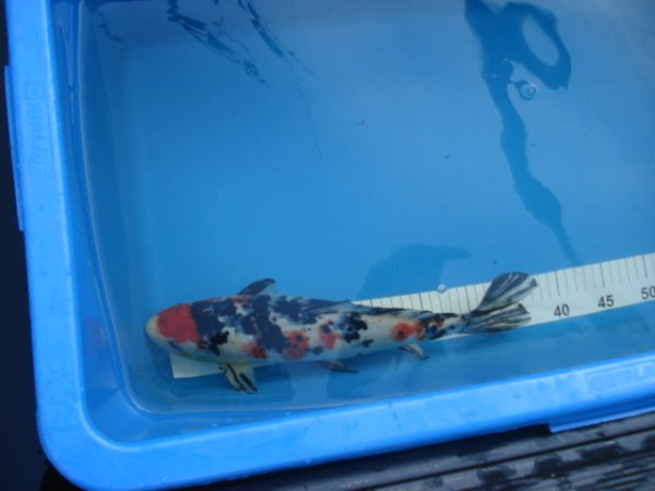 foto nr. 2 van deze Koi Overige , 