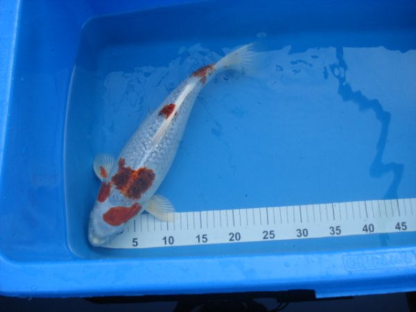 foto nr. 4 van deze Koi Overige , 