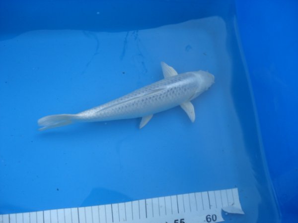 foto nr. 7 van deze Koi Overige , 