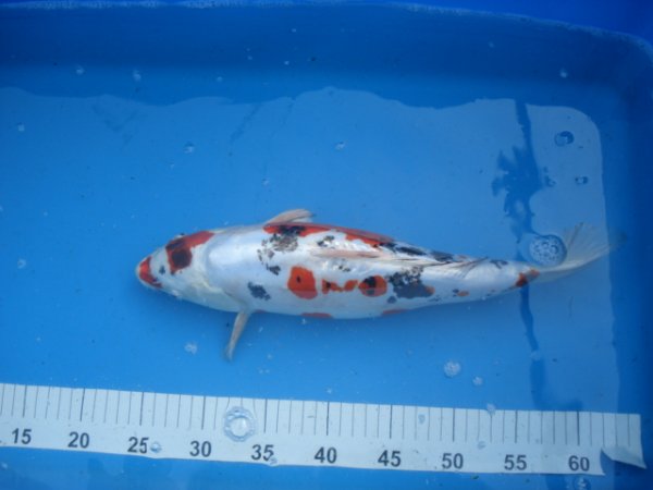foto nr. 8 van deze Koi Overige , 