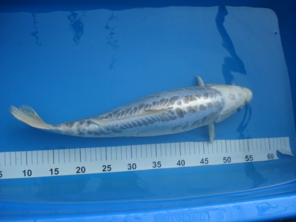 foto nr. 1 van deze Koi Overige , 