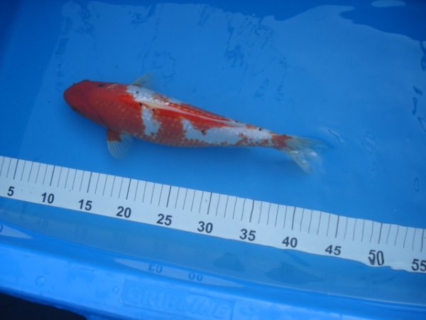 foto nr. 6 van deze Koi Overige , 