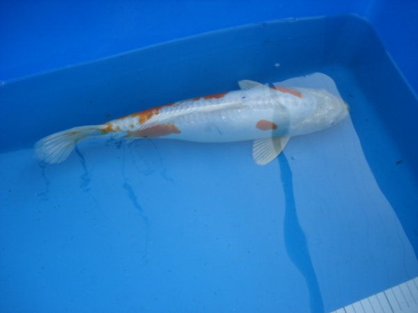 foto nr. 9 van deze Koi Overige , 