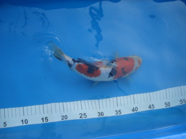 foto nr. 10 van deze Koi Overige , 
