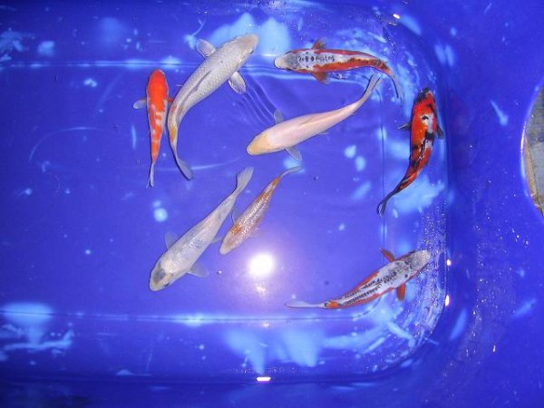 foto nr. 1 van deze Koi Overige , 