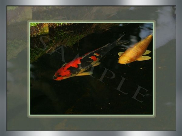 foto nr. 8 van deze Koi Overige , 