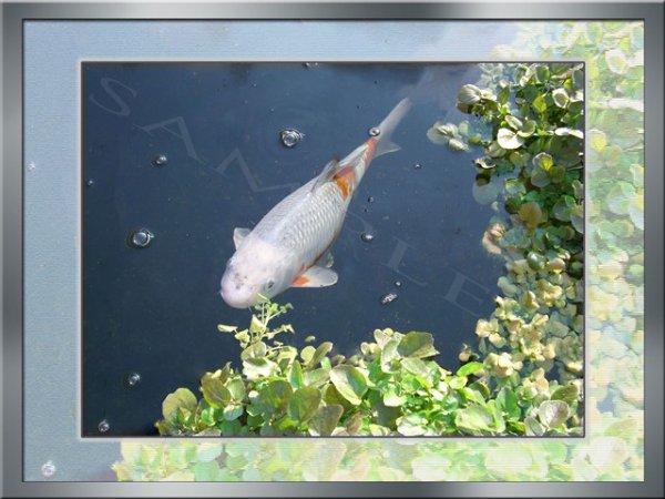 foto nr. 6 van deze Koi Overige , 