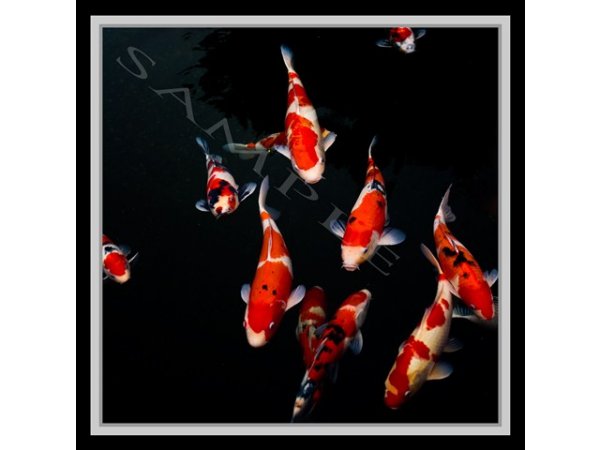 foto nr. 4 van deze Koi Overige , 