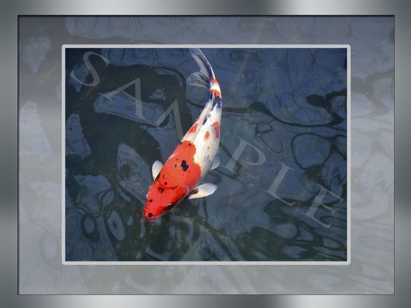 foto nr. 9 van deze Koi Overige , 