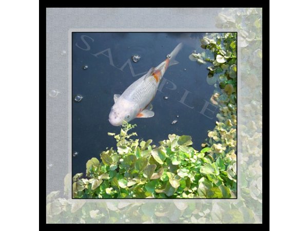 foto nr. 7 van deze Koi Overige , 