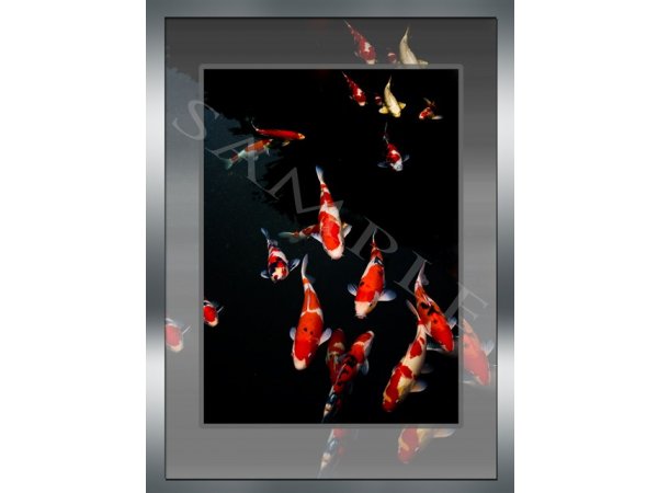 foto nr. 5 van deze Koi Overige , 